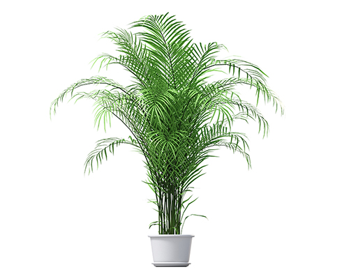 観葉植物 観葉植物